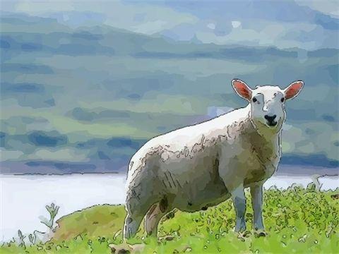 属羊人年运yùn势及运yùn程  生肖羊有着温文尔雅为人正直,性格温和