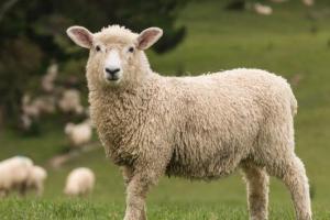 2015年属羊是什么命2015年出生人的命运