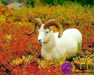 2023年属羊的人是什么命-紫微府