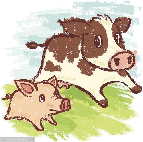 牛猪合不合猪和牛