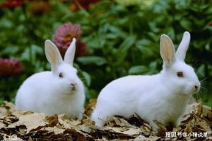 兔年出生的人喜欢和平,安静和惬意的环境.