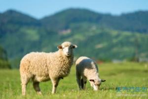 属羊的2016年每月运势 属羊在2016年运势