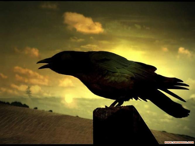 居住过一种叫人的动物,流传过一个有关一种叫乌鸦的鸟儿在 七夕帮助