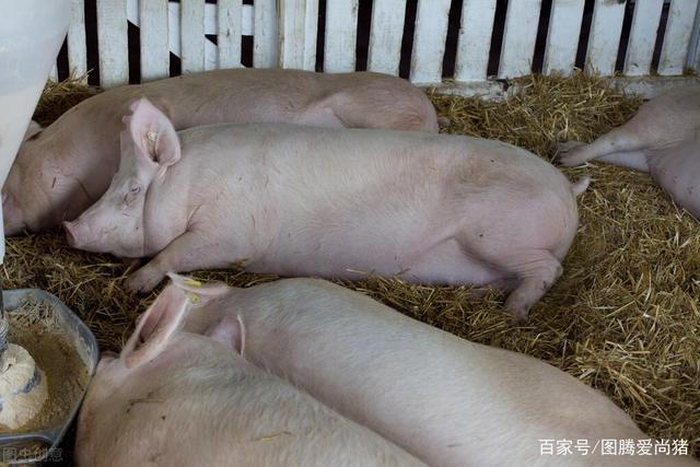 养猪最怕的一件事,如何给猪解暑抗应激?建议收藏