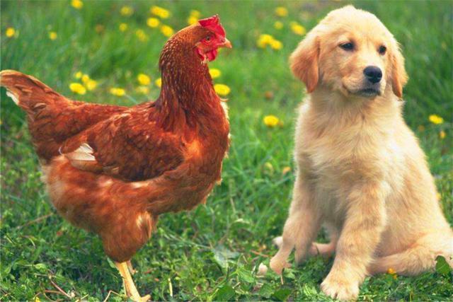 5,鸡跟狗结婚真的不好吗:鸡和狗真的不能结婚吗