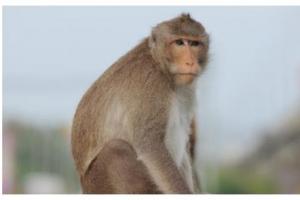 十猴九全:揭秘68年生肖猴的毕生寿命,过了52岁后什么命?