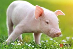 2019年猪是什么命属猪人的婚姻和命运