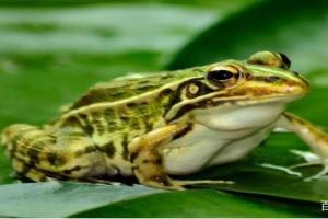 青蛙是运动健将,腿部肌肉发达,弹跳能力极强,反应敏捷,例如一只小虫子