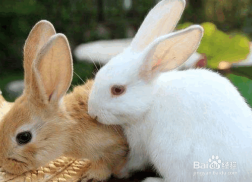 怎么判断兔子是否怀孕