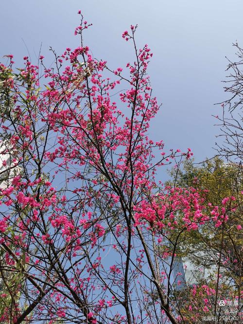 春到广州,花开成海