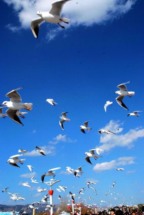 蓝天白云海鸥欢,空中自由飞翔.
