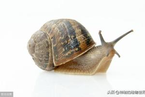 蜗牛壳–蜗牛的保护屏障
