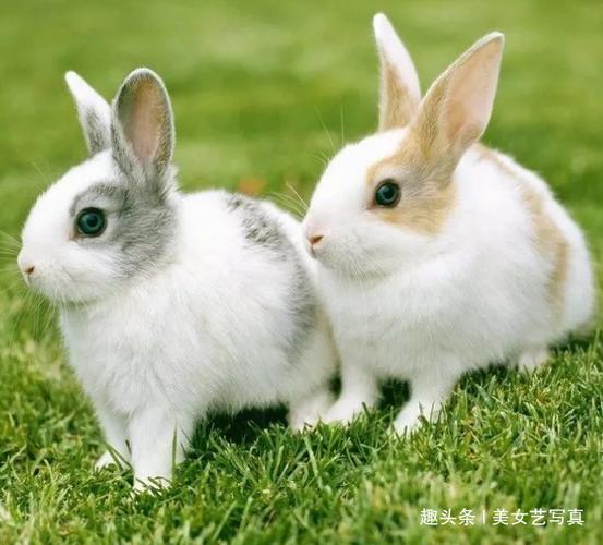 属鼠的和兔能在一起吗属兔和属鼠适合在一起吗