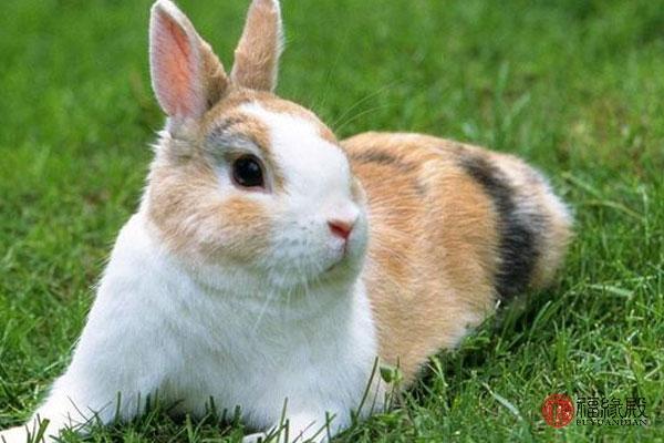 属兔的吉利数字是多少 属兔的幸运色有哪些
