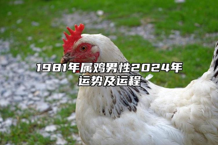 1981年属鸡男性2024年运势及运程 1981年的鸡2024年运势