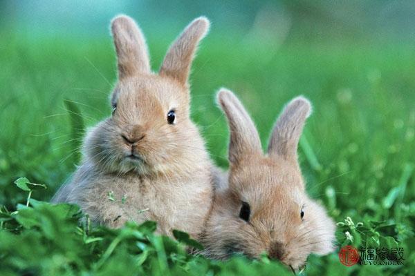 属兔的人,由于为人慷慨,交际广泛,人际关系良好,大致说来,财运不错