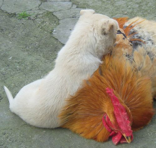 【萌物】鸡与狗的和谐社会.老熊猫搞笑摄影