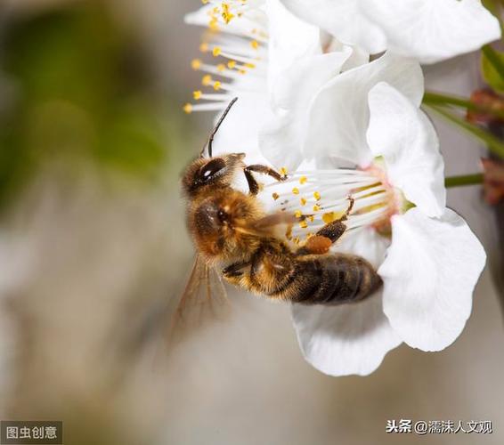 采得百花成蜜后,为谁辛苦为谁甜.