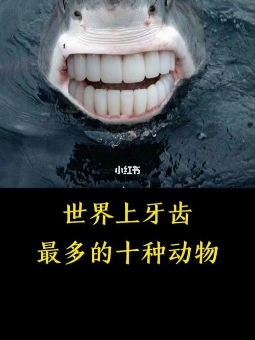 世界上牙齿最多的十种动物