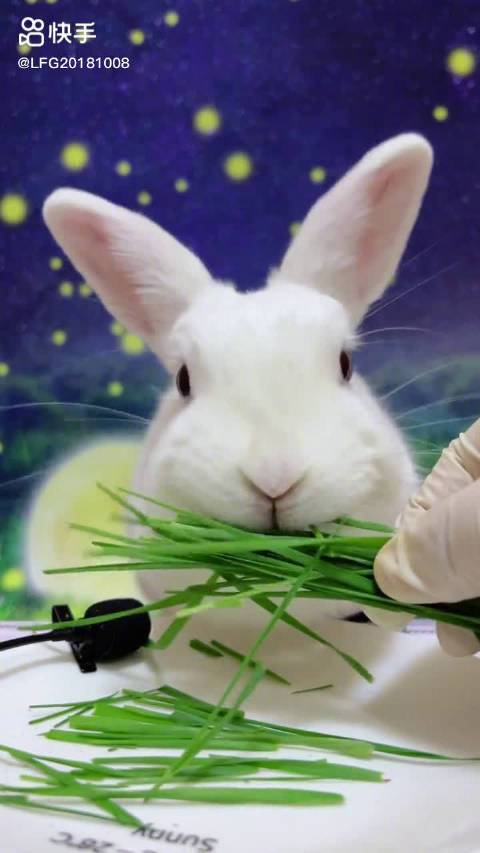 兔兔吃草看得我想吃韭菜了