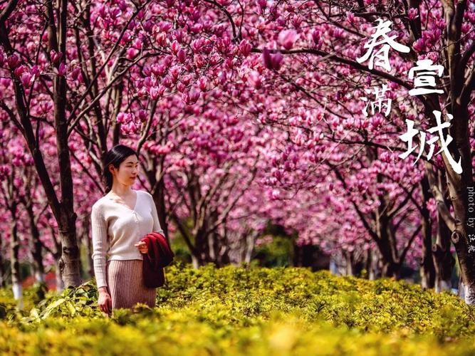 已花开成海宣城水阳江大道上的玉兰花