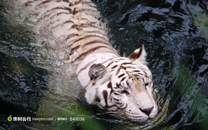 水里游泳的白虎高清图片