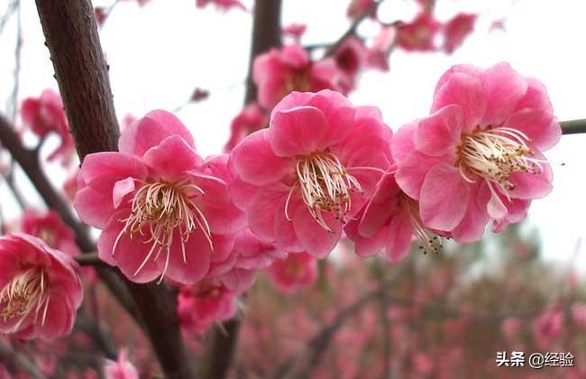 梅花长什么样子(图文带您辨认梅花到底是什么样子)