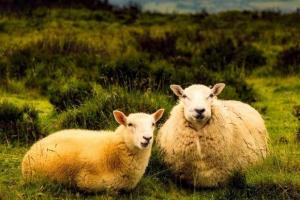 2020年12月,生肖羊穿3种颜色最旺,尤其79的属羊人忌穿红色衣服