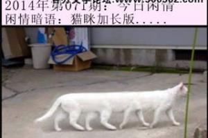 九死一生三元老. 猜猜什么生肖.并解释