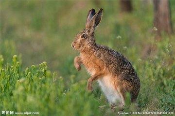 兔子不吃窝边草是什么生肖