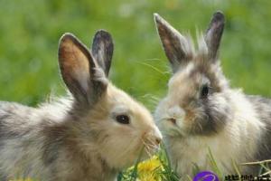 1951年出生的属兔人,2019年的年龄是68岁,而在虚岁情况属于69岁.