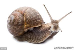 蜗牛壳–蜗牛的保护屏障
