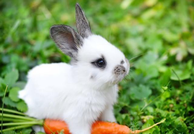 1975年出生的属兔人是什么命?