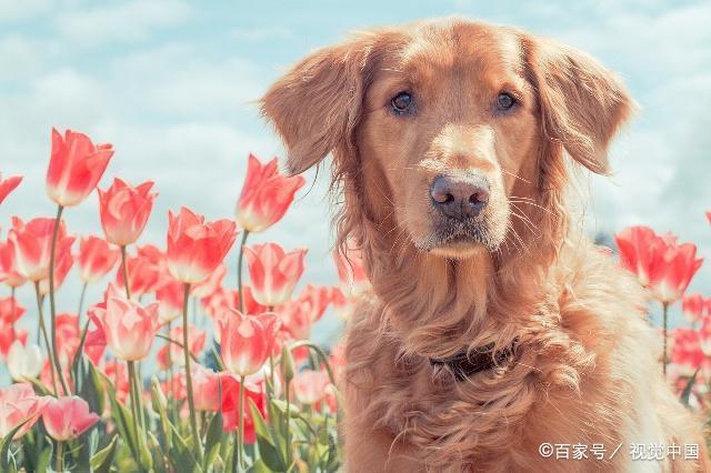 不同年份出生的属狗人2023年下半年运势