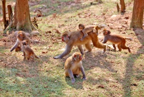 三峡野生动物世界猕猴成群猴王由外地引进竞争上岗