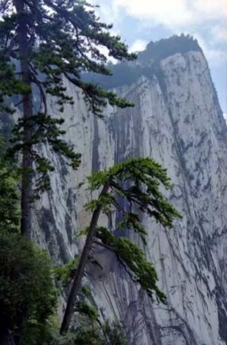 悬崖峭壁长青松,柏树能活五千年.