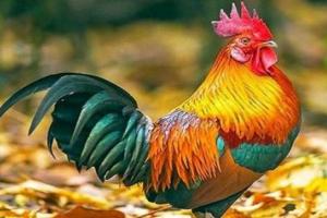 属鸡人永远最旺的颜色 属鸡的永久幸运颜色