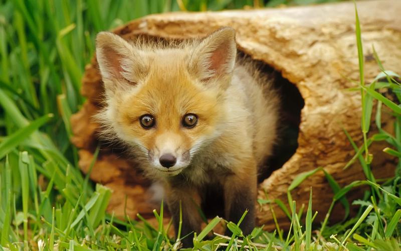 高清晰野生动物摄影狡猾的狐狸