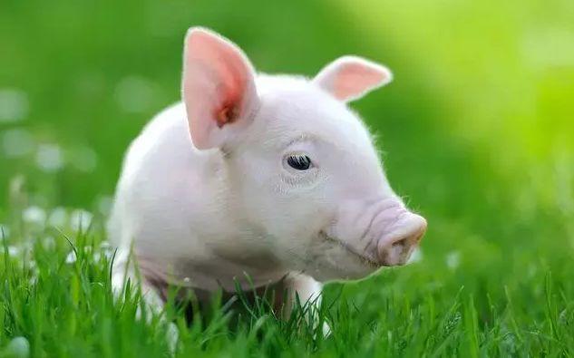 属猪人,出生在哪个季节就是什么命,享福一世变