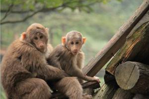 峨眉山景区管委会获悉,从2016年2月8日至2017年1月27日,全球所有属猴