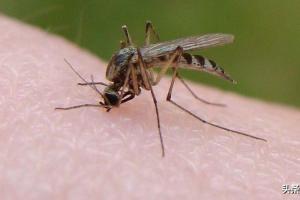 公蚊子为什么不吸血为什么雄蚊子不吸血打一生肖